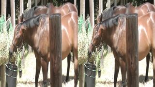 Kris Evans & Mick Lovell - 3D Part 1